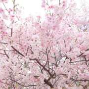 ヒメ日記 2026/04/11 07:31 投稿 えいる 海上空天 SHANGHAI HEAVEN