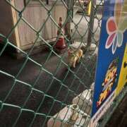 ヒメ日記 2025/07/16 12:24 投稿 にじか TALENT（タレント）