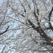 ヒメ日記 2024/04/05 08:29 投稿 芽衣/めい　centu STYLISH BACH