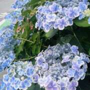 ヒメ日記 2025/06/01 22:33 投稿 つばき 一力茶屋