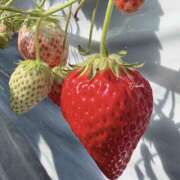 つばき 𝗧𝗛𝗔𝗡𝗞 𝗬𝗢𝗨 ♡︎ᵎᵎᵎ 一力茶屋