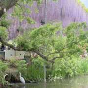 ヒメ日記 2026/05/16 18:03 投稿 つばき 一力茶屋
