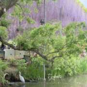 ヒメ日記 2026/05/19 07:53 投稿 つばき 一力茶屋