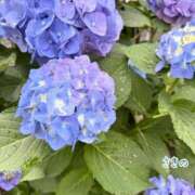 ヒメ日記 2025/06/15 15:27 投稿 咲乃/さきの ANEJE～アネージュ池袋～(ユメオト)