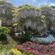 ヒメ日記 2026/04/27 16:02 投稿 みお Felice(フェリス)