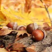 ヒメ日記 2025/10/15 15:36 投稿 宮島真知子 五十路マダム 郡山店