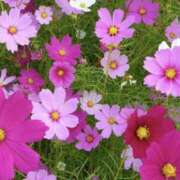 宮島真知子 こんにちは 五十路マダム 郡山店