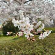 ヒメ日記 2025/04/08 16:53 投稿 星野しょう 松戸人妻花壇