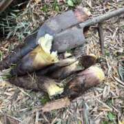 ヒメ日記 2025/05/11 10:55 投稿 ふみの 奥鉄オクテツ和歌山