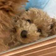 ヒメ日記 2024/12/31 16:33 投稿 相沢かれん パレット(熊本)