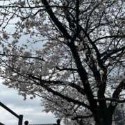 ヒメ日記 2025/04/04 12:13 投稿 相沢かれん パレット(熊本)