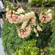 ヒメ日記 2025/07/22 09:53 投稿 相沢かれん パレット(熊本)