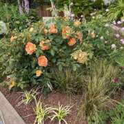 ヒメ日記 2026/01/08 09:33 投稿 相沢かれん パレット(熊本)