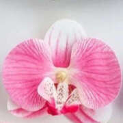 ヒメ日記 2025/05/06 12:04 投稿 のえる 奥鉄オクテツ東京店（デリヘル市場）