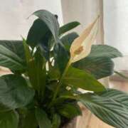 ヒメ日記 2025/05/25 08:01 投稿 香菜子◇かなこ 人妻吐息