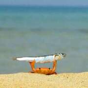 ヒメ日記 2025/10/03 12:17 投稿 かな 白いぽっちゃりさん錦糸町店