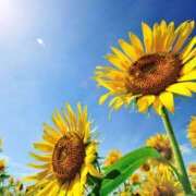 ヒメ日記 2025/08/14 07:52 投稿 わかな 奥さま未来　立川店