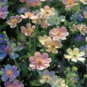 ヒメ日記 2025/02/19 09:14 投稿 あき 藤沢人妻城