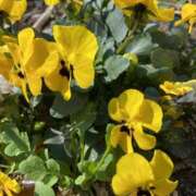 ヒメ日記 2026/01/29 14:09 投稿 あき 藤沢人妻城