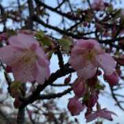 ヒメ日記 2025/03/25 21:55 投稿 井上りん 恋する奥さん 西中島店