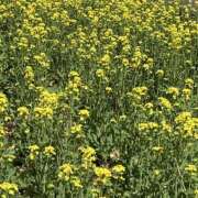 ヒメ日記 2025/03/28 20:58 投稿 井上りん 恋する奥さん 西中島店