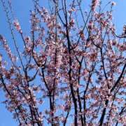 ヒメ日記 2025/04/01 03:06 投稿 井上りん 恋する奥さん 西中島店