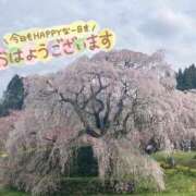 ヒメ日記 2025/04/02 07:25 投稿 井上りん 恋する奥さん 西中島店