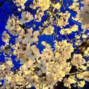 ヒメ日記 2025/04/03 08:26 投稿 井上りん 恋する奥さん 西中島店