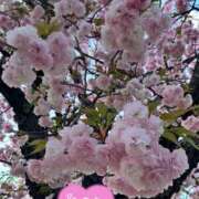 ヒメ日記 2025/04/11 20:49 投稿 井上りん 恋する奥さん 西中島店