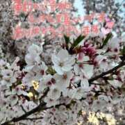 ヒメ日記 2025/04/12 23:17 投稿 井上りん 恋する奥さん 西中島店