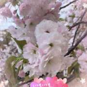 ヒメ日記 2025/04/13 11:32 投稿 井上りん 恋する奥さん 西中島店