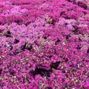 ヒメ日記 2025/04/18 12:46 投稿 井上りん 恋する奥さん 西中島店