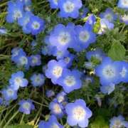 ヒメ日記 2025/05/14 22:14 投稿 井上りん 恋する奥さん 西中島店