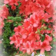 ヒメ日記 2025/05/22 00:42 投稿 井上りん 恋する奥さん 西中島店