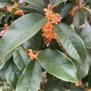 ヒメ日記 2025/11/06 07:27 投稿 井上りん 恋する奥さん 西中島店