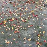 ヒメ日記 2025/11/25 07:25 投稿 井上りん 恋する奥さん 西中島店