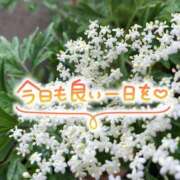 ヒメ日記 2026/04/06 07:43 投稿 井上りん 恋する奥さん 西中島店