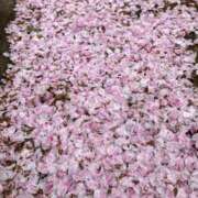 ヒメ日記 2026/04/09 01:22 投稿 井上りん 恋する奥さん 西中島店