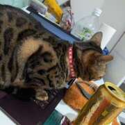 ヒメ日記 2026/03/14 11:31 投稿 あさみ 熟女の風俗最終章 本厚木店