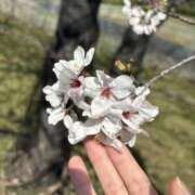 ヒメ日記 2026/04/04 16:26 投稿 かんな club さくら日本橋店