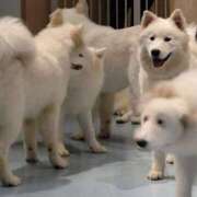 ヒメ日記 2025/10/06 00:00 投稿 きりえ 世界のあんぷり亭 町田店