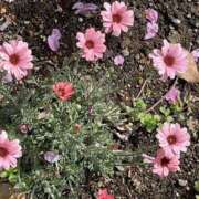 ヒメ日記 2025/01/08 17:48 投稿 まゆ 熟女デリヘル倶楽部