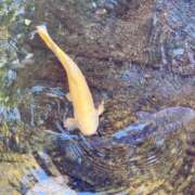 ヒメ日記 2025/01/12 16:01 投稿 まゆ 熟女デリヘル倶楽部