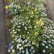 ヒメ日記 2025/01/14 14:27 投稿 まゆ 熟女デリヘル倶楽部