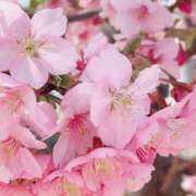 ヒメ日記 2025/03/03 09:13 投稿 まゆ 熟女デリヘル倶楽部