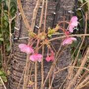 ヒメ日記 2025/03/20 17:51 投稿 まゆ 熟女デリヘル倶楽部
