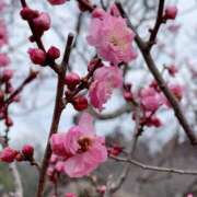 ヒメ日記 2025/03/31 09:14 投稿 まゆ 熟女デリヘル倶楽部