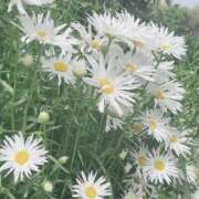 ヒメ日記 2025/07/12 16:37 投稿 まゆ 熟女デリヘル倶楽部