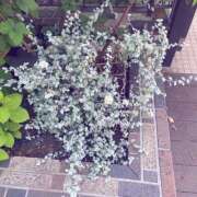 ヒメ日記 2025/10/02 09:31 投稿 まゆ 熟女デリヘル倶楽部