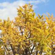 ヒメ日記 2025/11/17 20:42 投稿 れお カワサキEROTIC（ソープランド）